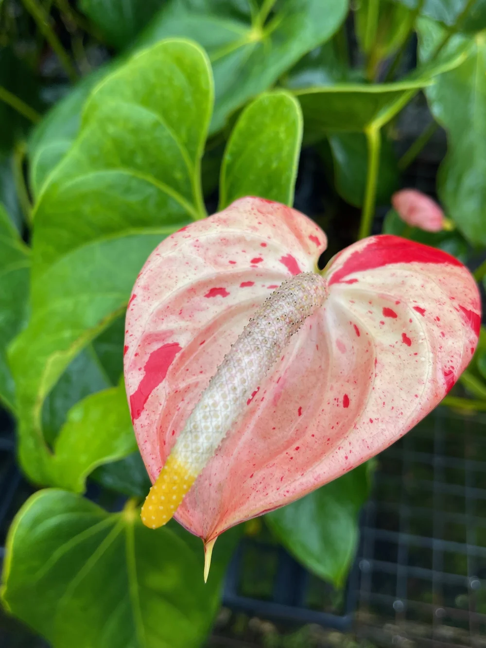 Anthurium 'Koishibori' — Vintage Green Farms with Tom Piergrossi